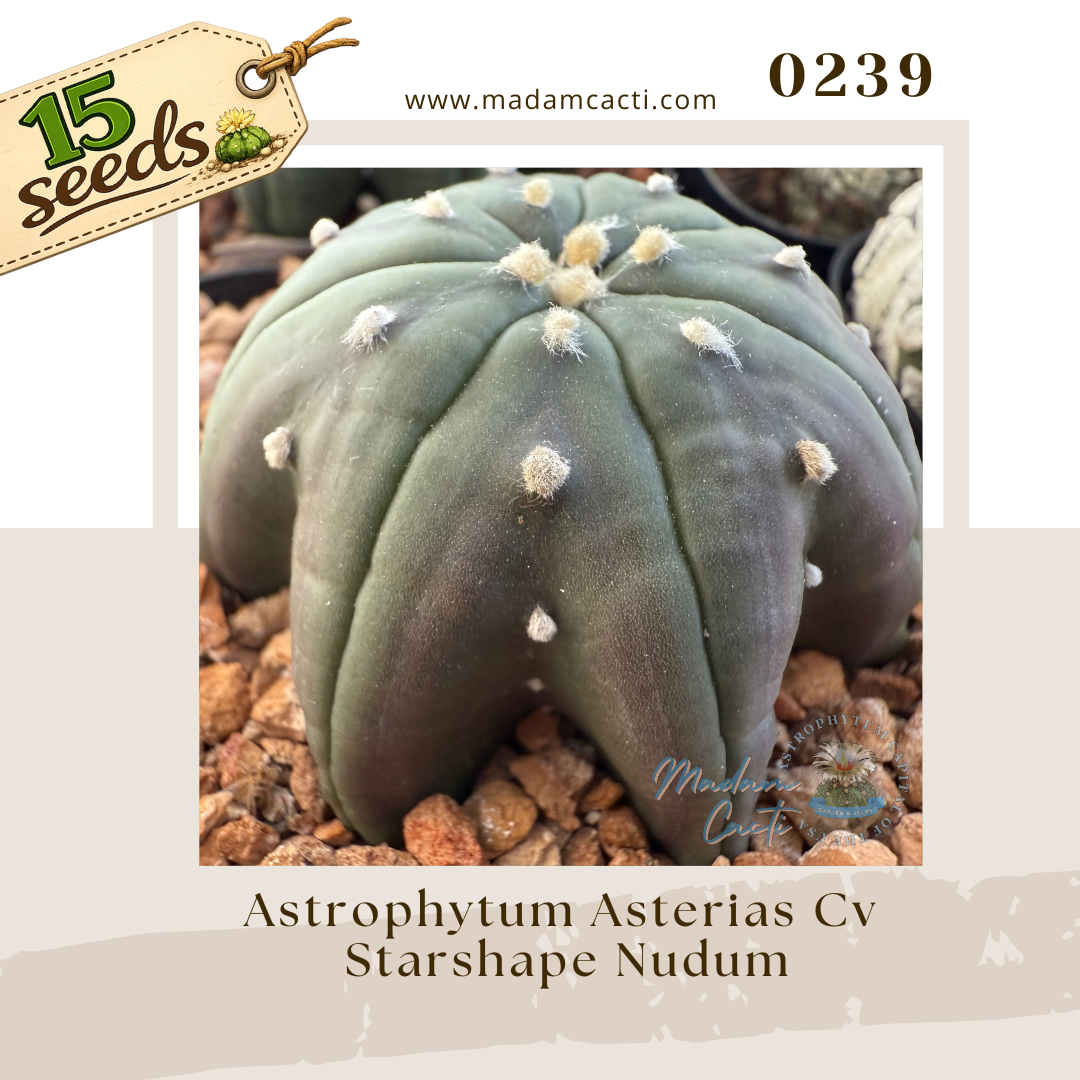 Astrophytum Asterias Cv. Starshape Nudum (15 Seeds) | Madam Cacti